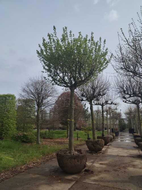 Veldesdoorn | Dakvorm