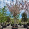 Japanse sierkers 'Pink perfection' | Hoogstam