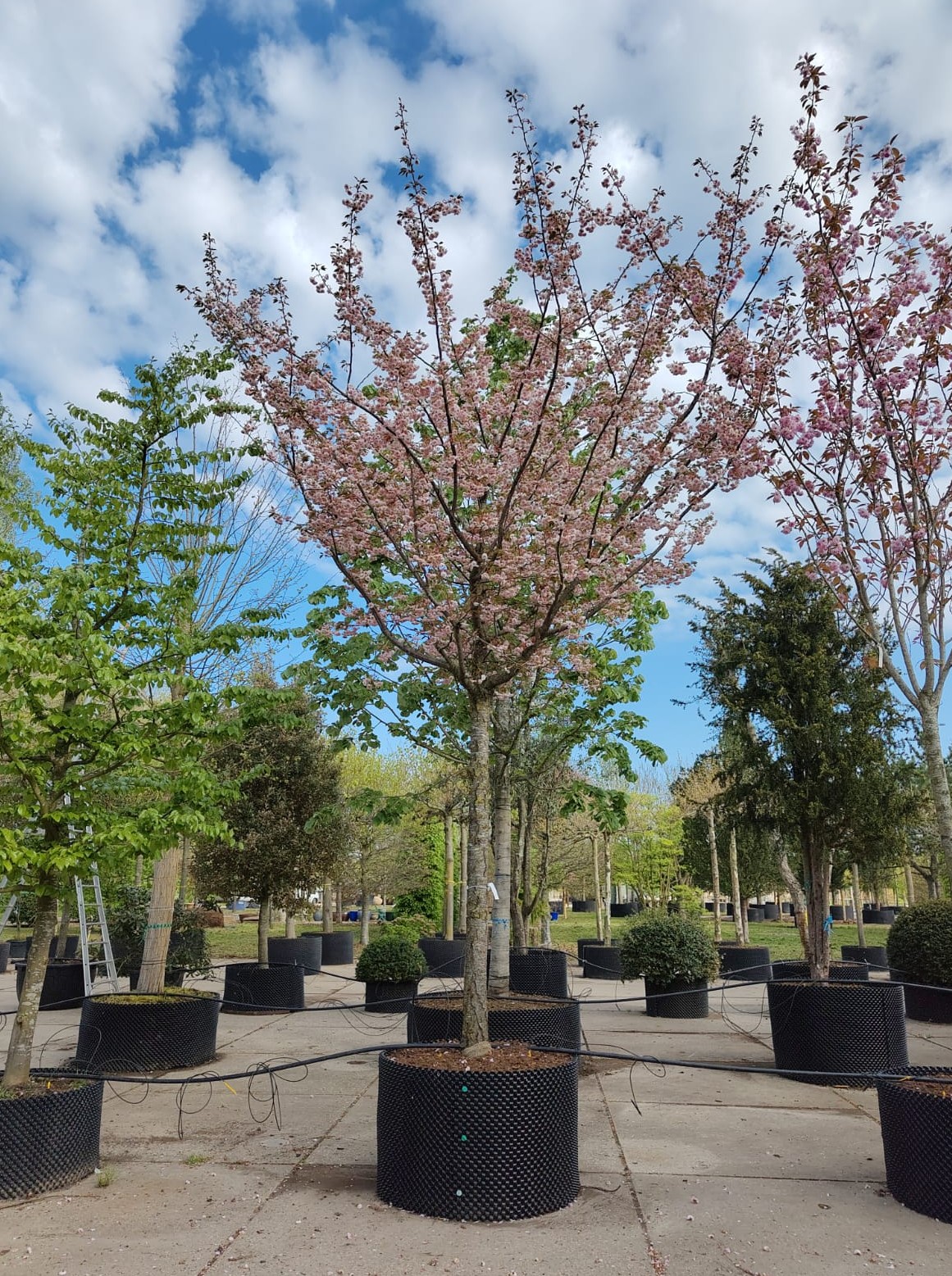 Japanse sierkers 'Pink perfection' | Hoogstam