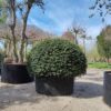 Taxus | Bolvorm