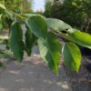 Kersenboom 'Kordia' | Halfstam