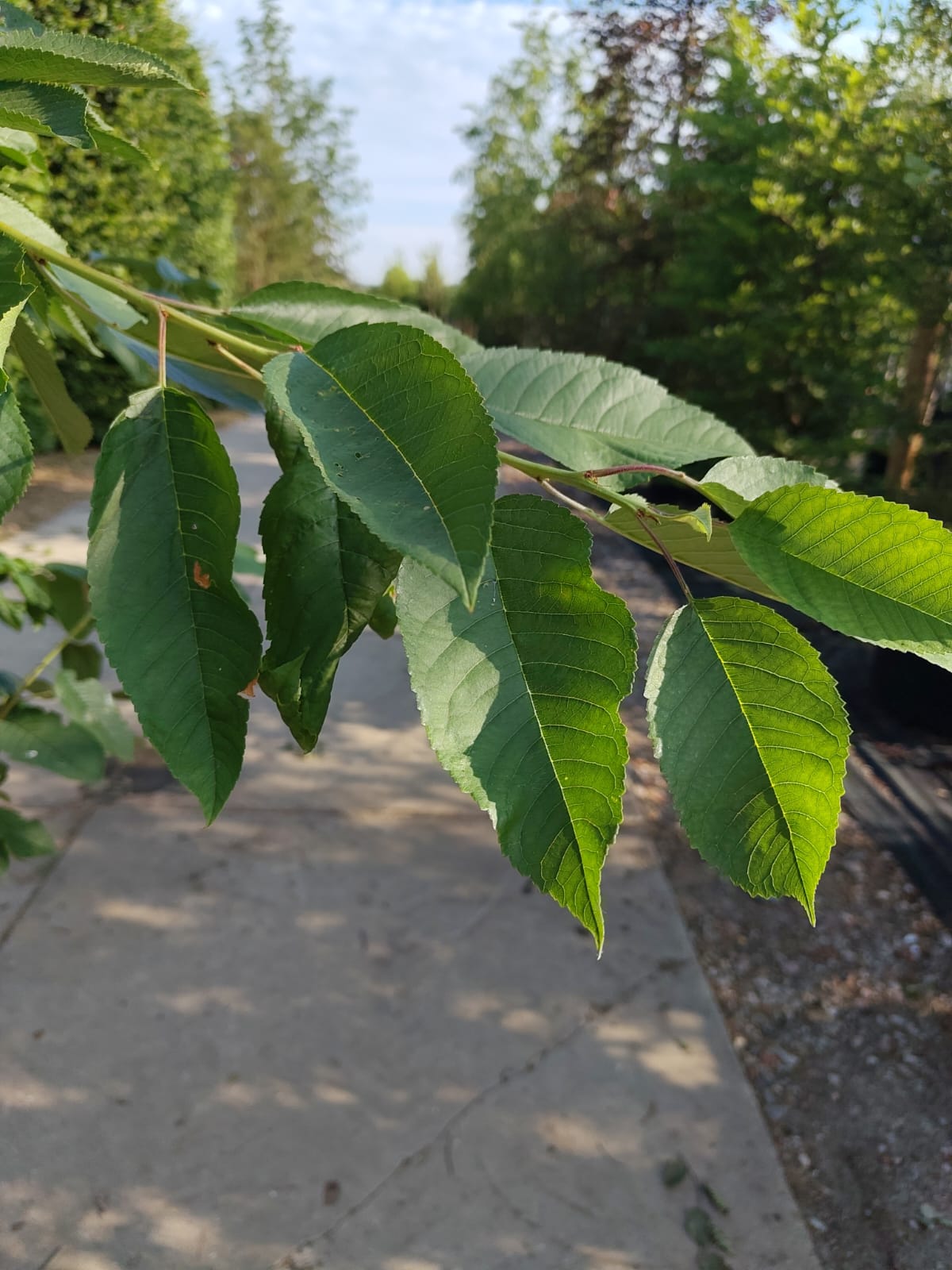 Kersenboom 'Kordia' | Halfstam