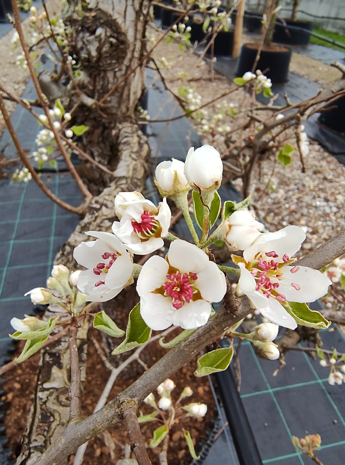 Perenboom Beurré Alexander Lucas | Laagstam