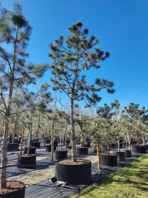 Zwarte den | Karakterboom