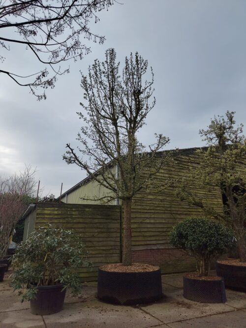 Perenboom 'Conference' | Hoogstam