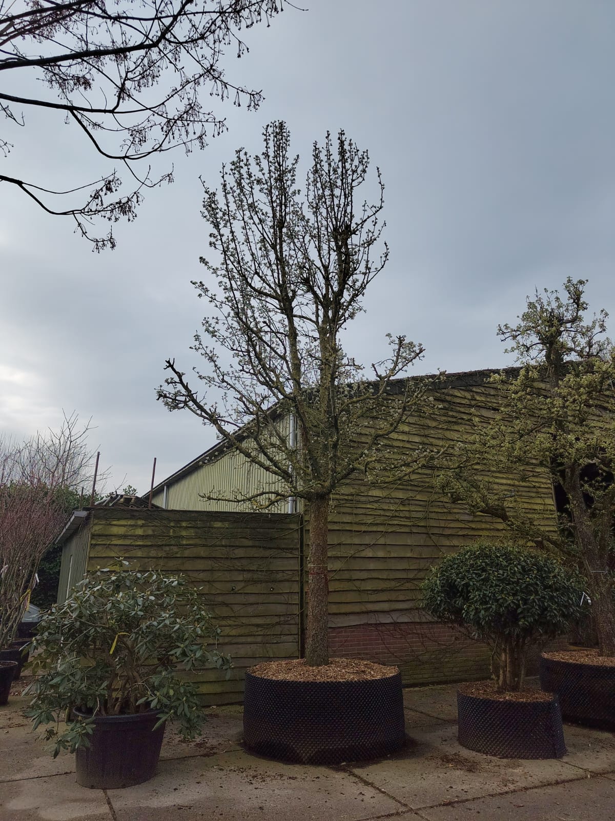 Perenboom 'Conference' | Hoogstam