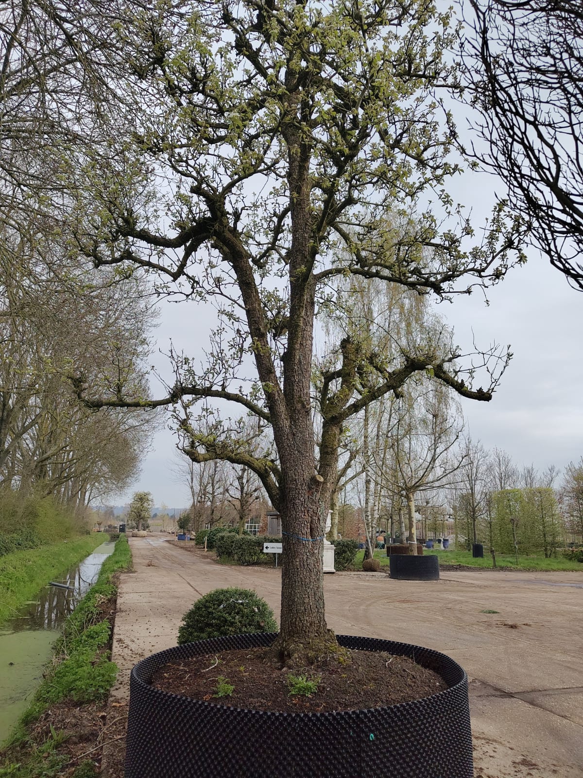 Perenboom 'Conference' | Halfstam