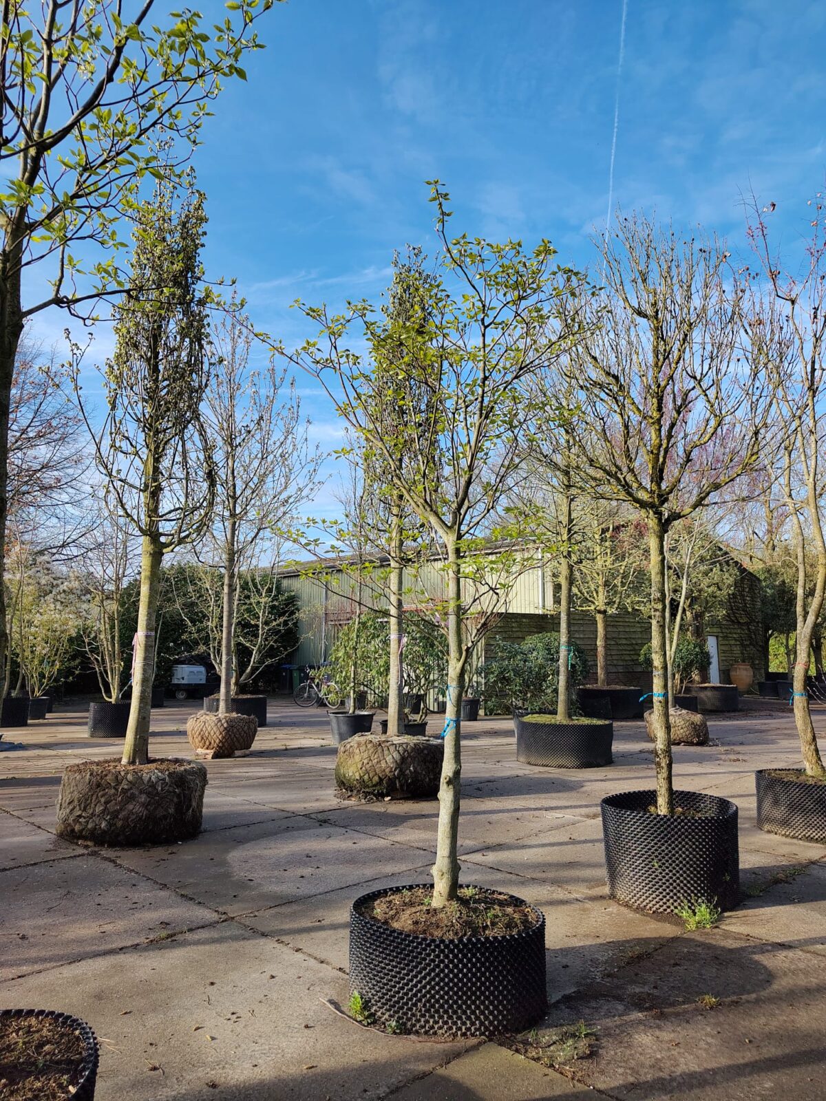 Reuzenkornoelje | Halfstam