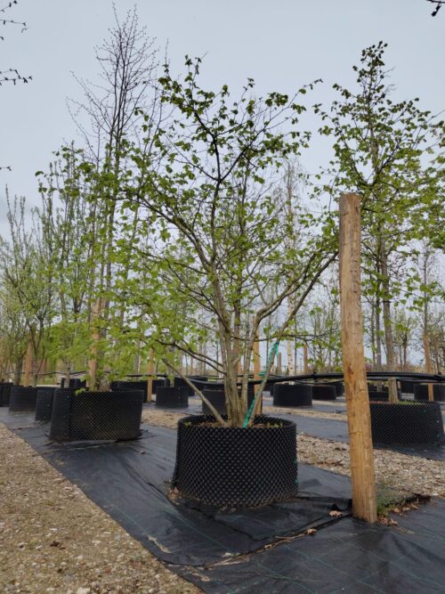 Hazelaar | Meerstammig