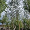Ruwe berk | Halfstam