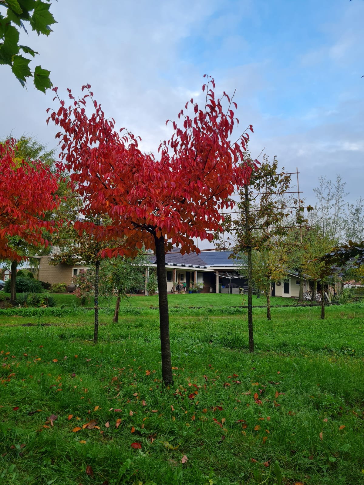 Japanse sierkers 'Sargent' | Op stam