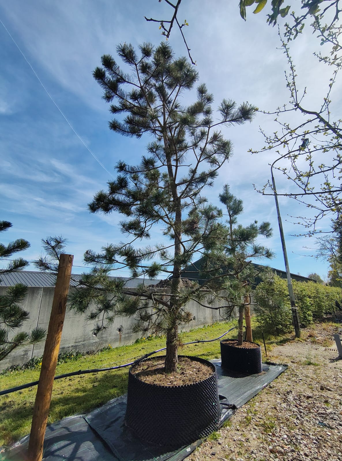 Zwarte den | Karakterboom