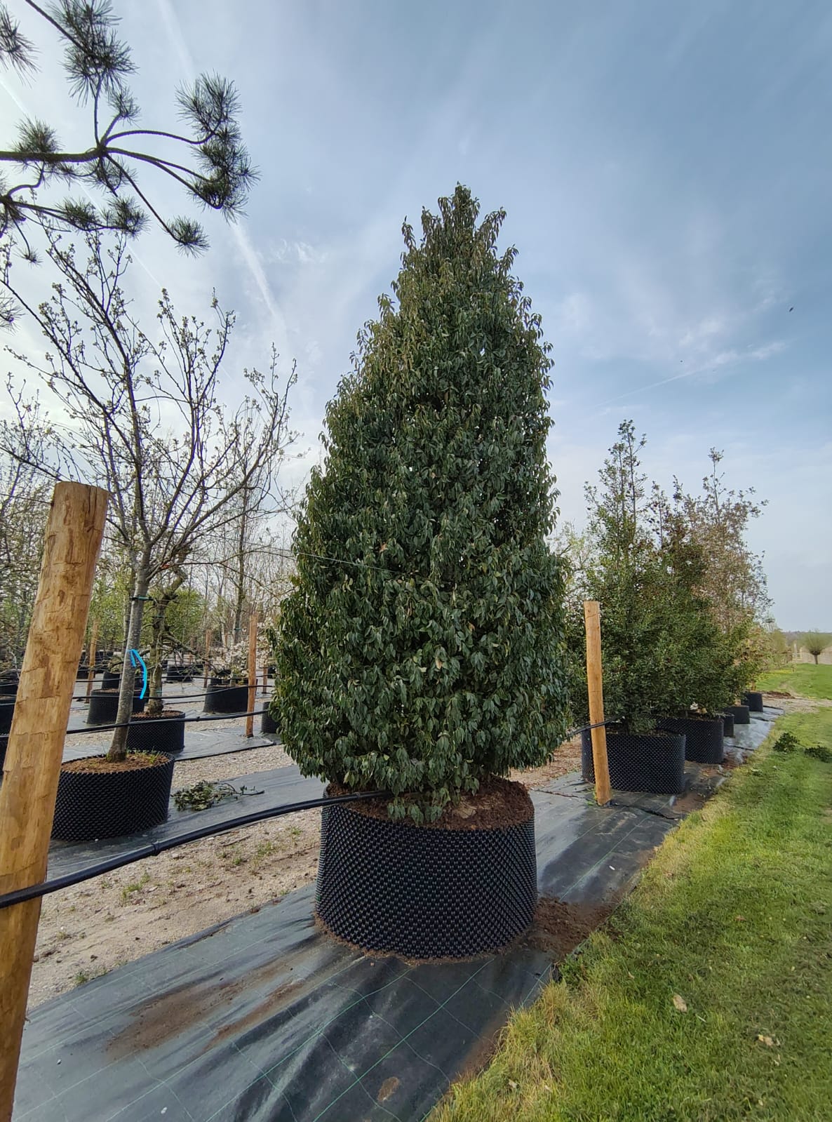 Portugese laurierkers | Solitaire struik