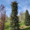 Taxus | Haagplant