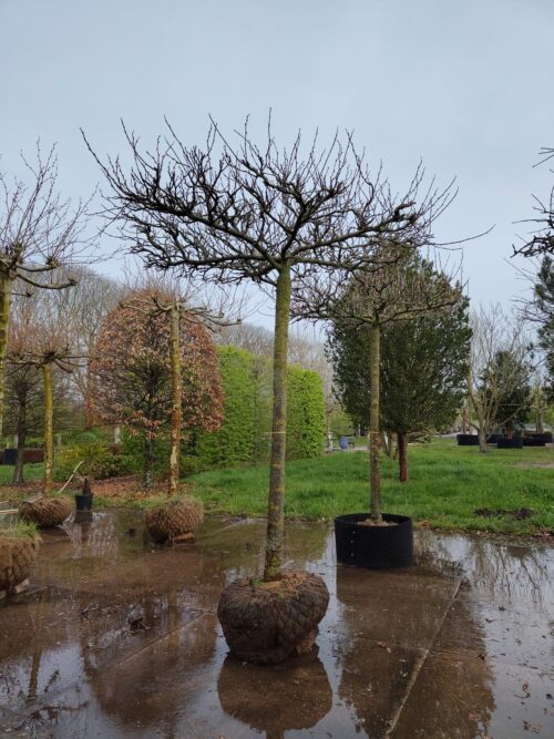 Witte moerbei | Dakvorm