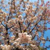 Japanse sierkers 'Pink perfection' | Hoogstam