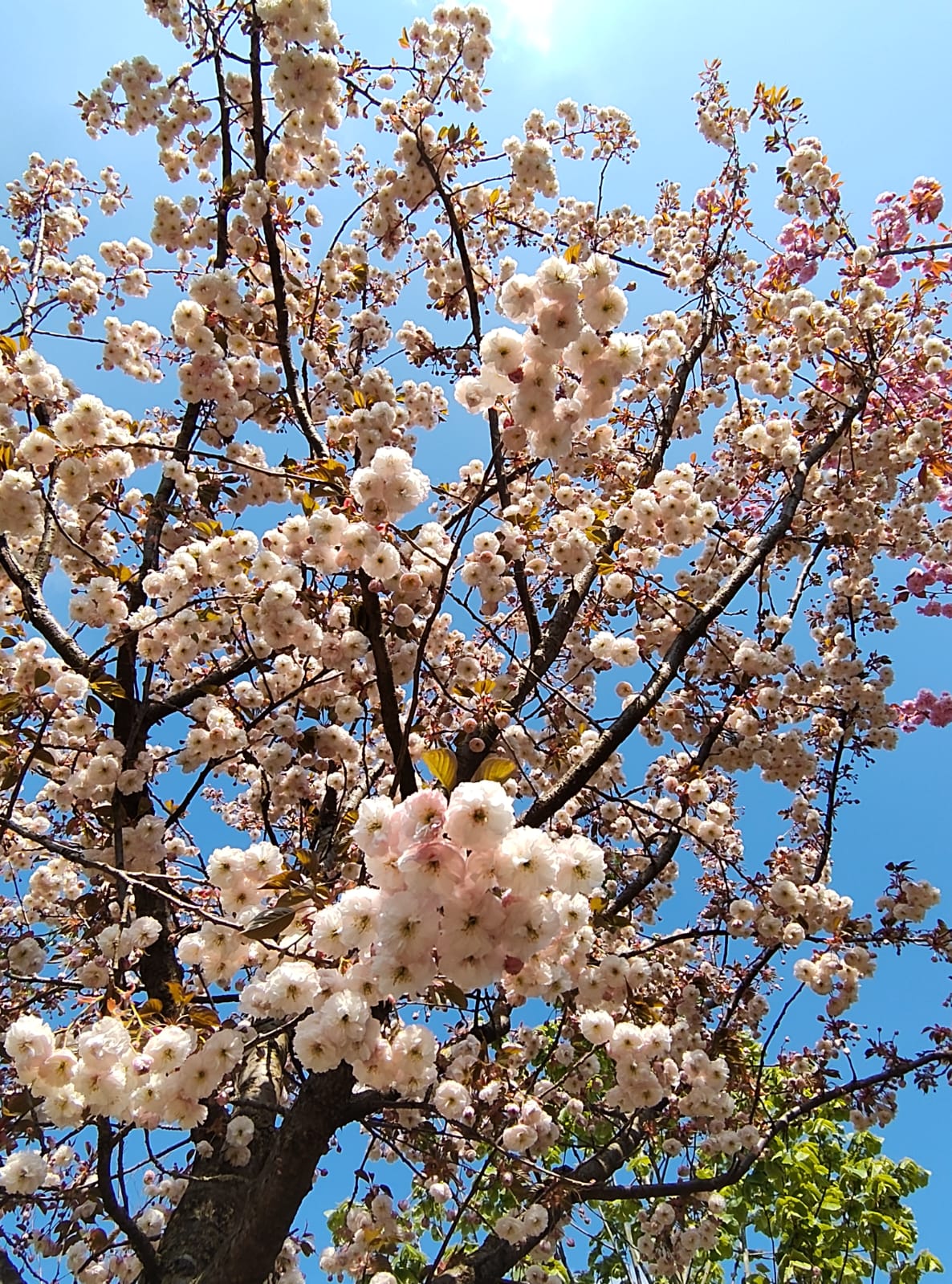 Japanse sierkers 'Pink perfection' | Hoogstam