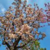 Japanse sierkers 'Pink perfection' | Hoogstam