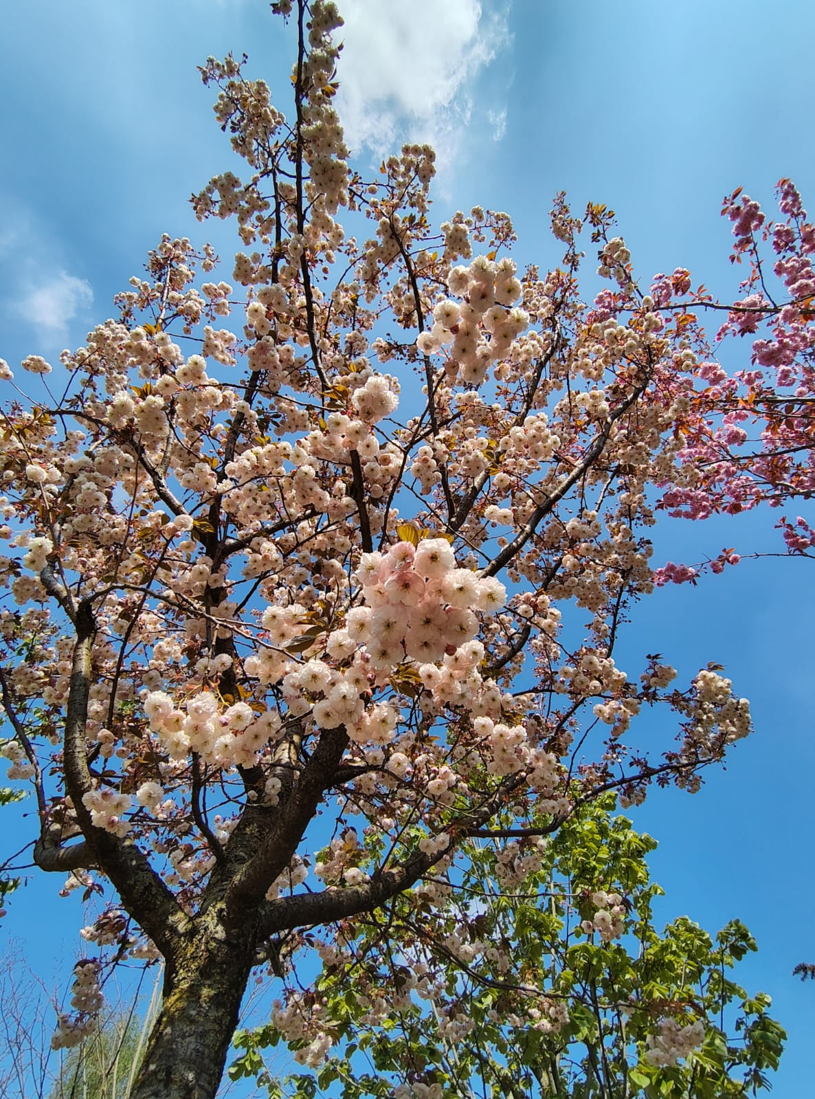 Japanse sierkers 'Pink perfection' | Hoogstam