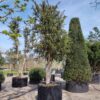 Taxus | Halfstam Solitair