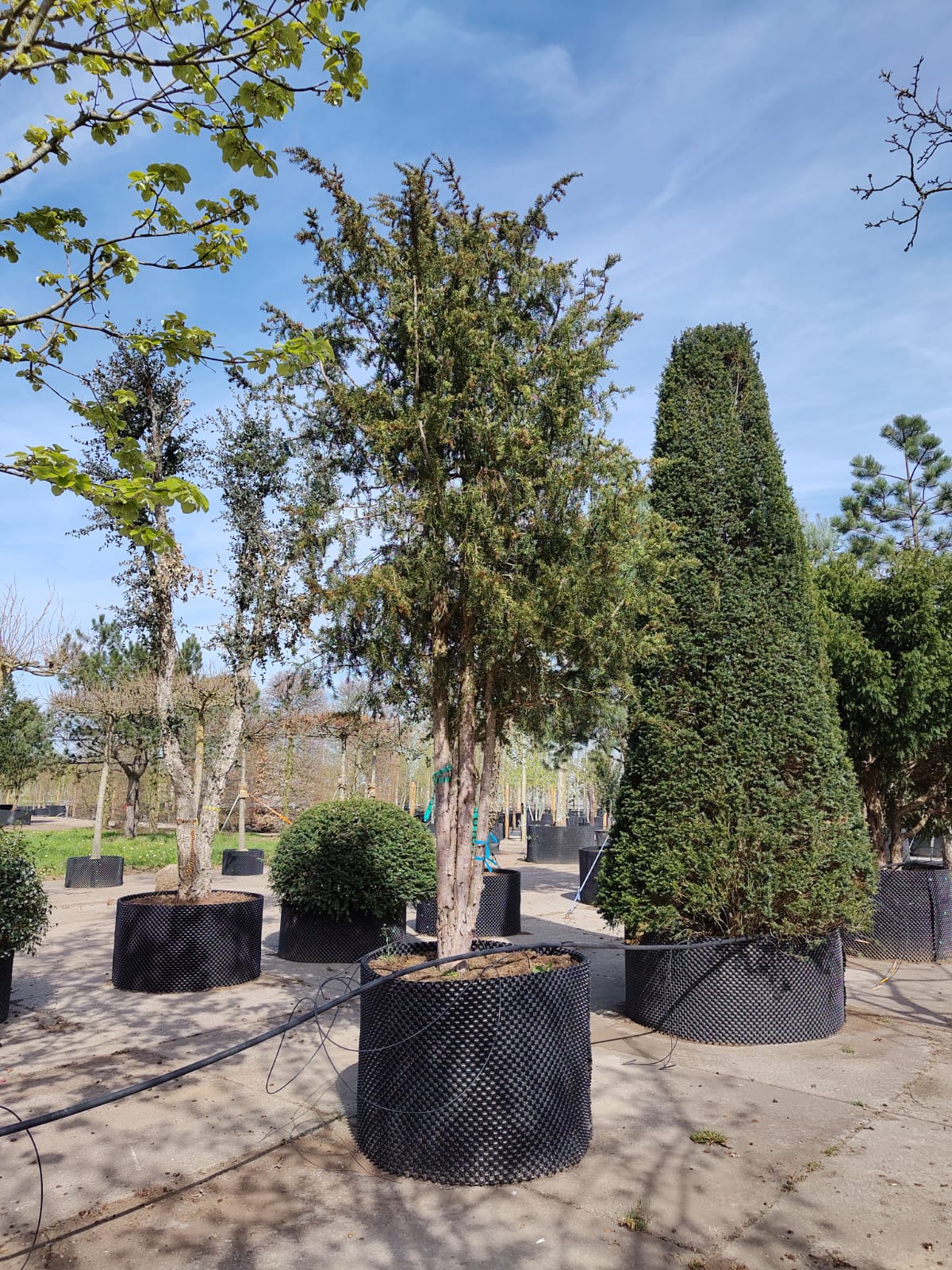 Taxus | Halfstam Solitair