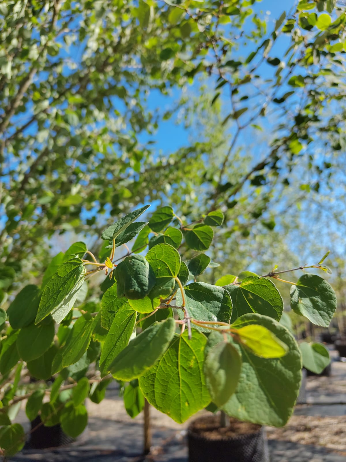 Katsuraboom | Meerstammig