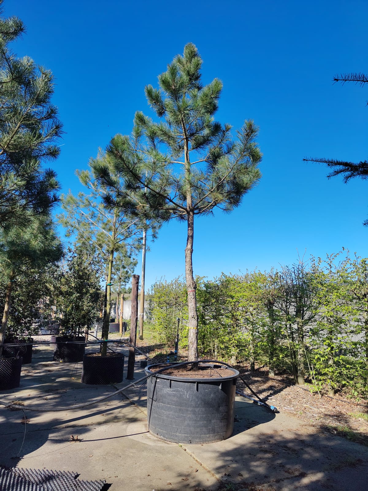 Zwarte den | Hoogstam