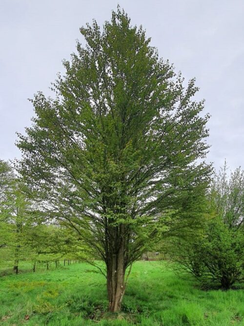 Katsuraboom | Meerstammig