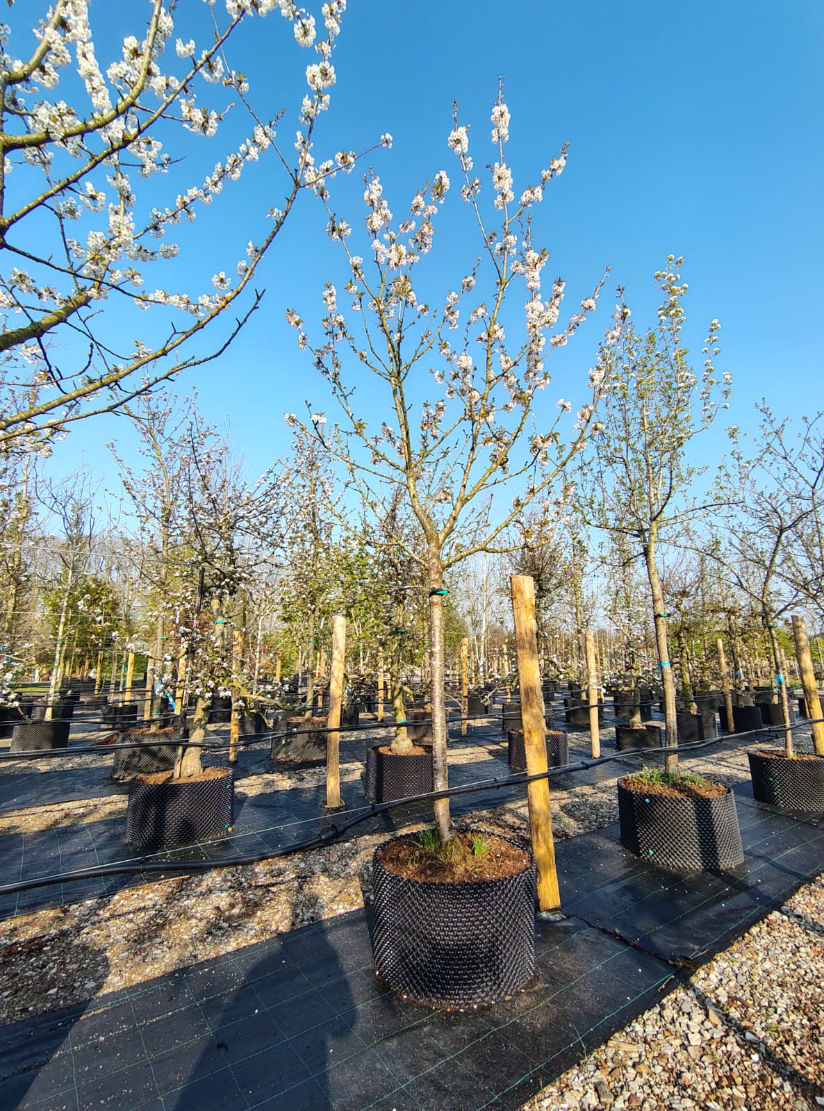 Kersenboom 'Kordia' | Hoogstam