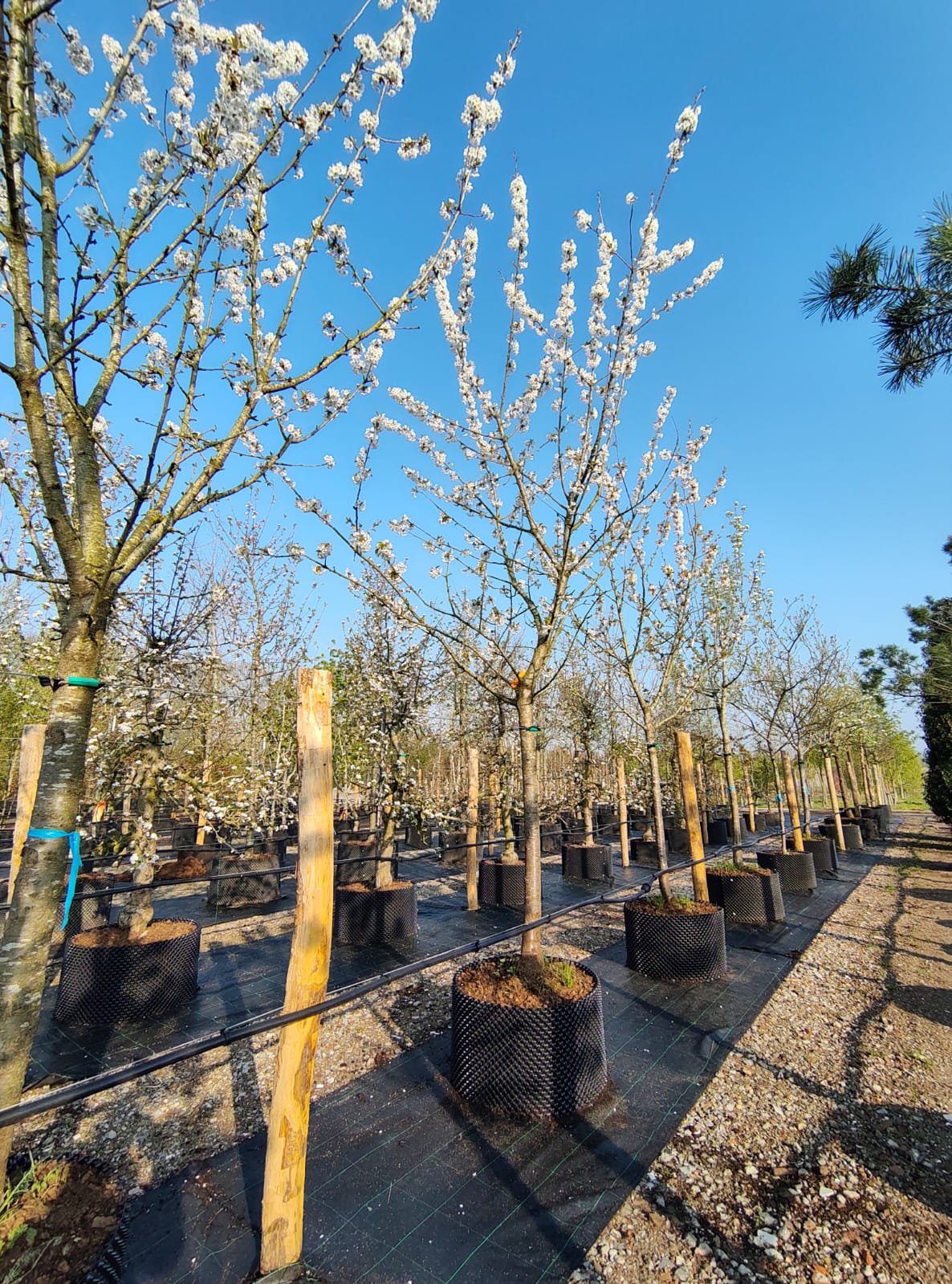 Kersenboom 'Kordia' | Hoogstam