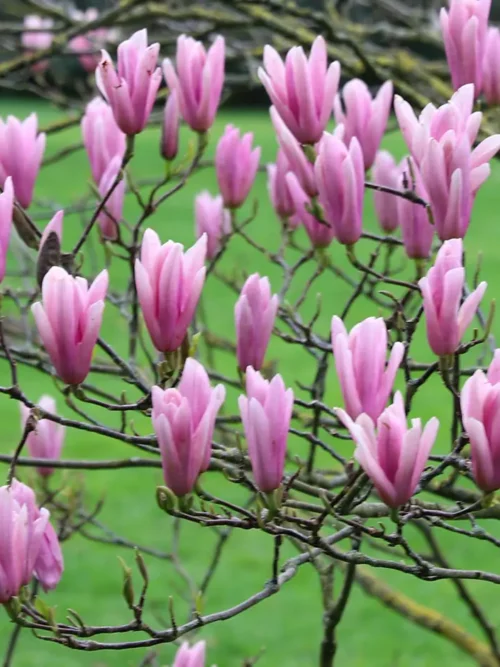 Japanse magnolia | Hoogstam