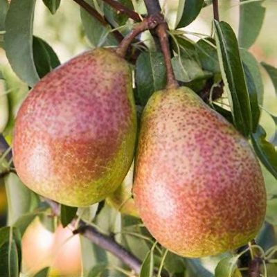 Perenboom 'Gieser wildeman' | Hoogstam