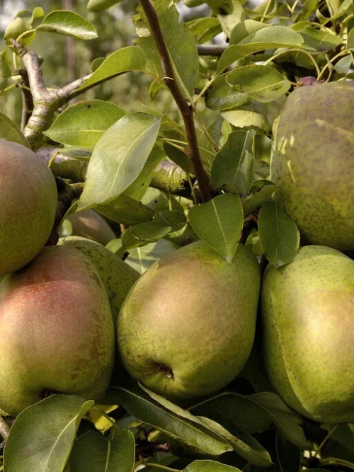 Perenboom 'Gieser wildeman' | Hoogstam