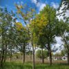Gele valse Christusdoorn | Hoogstam
