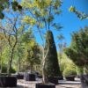 Lampionboom | Halfstam karakterboom