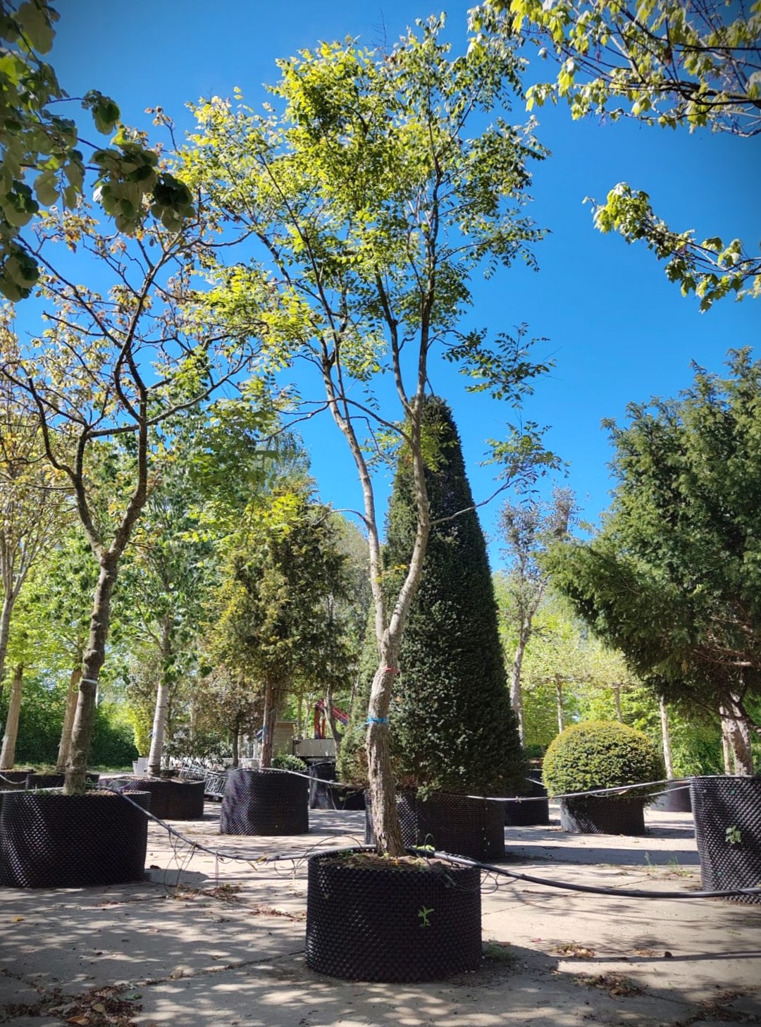 Lampionboom | Halfstam karakterboom