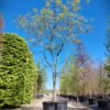 Lampionboom | Halfstam karakterboom