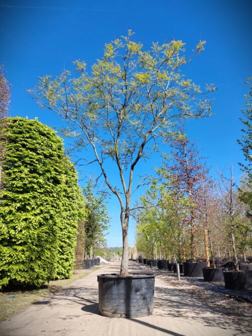 Lampionboom halfstam Lampionboom | Halfstam karakterboom