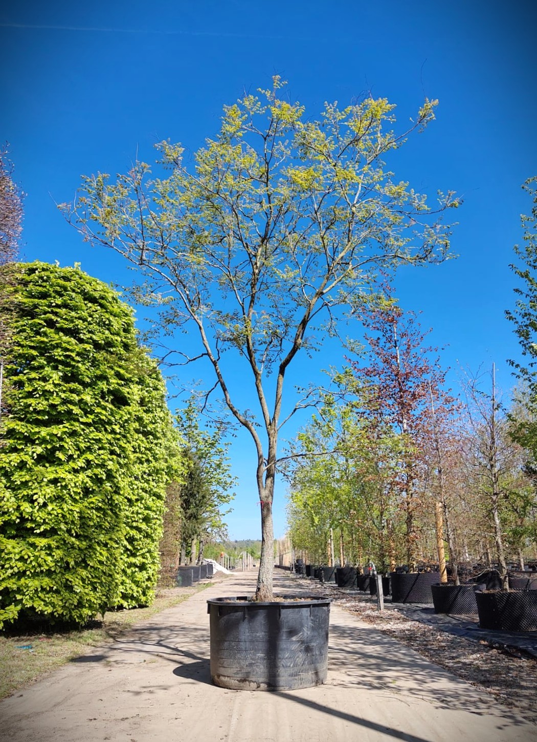 Lampionboom | Halfstam karakterboom