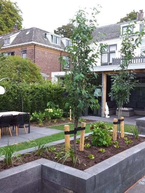 Noorse Esdoorn 'Eurostar' | Hoogstam