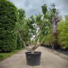 Vijgenboom | Solitaire laagstam