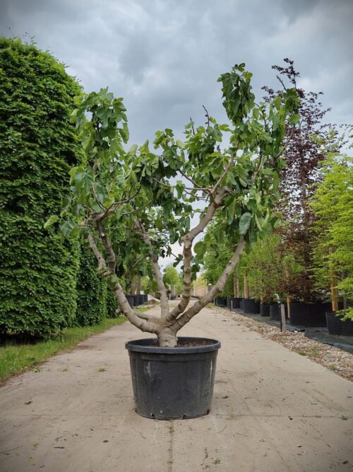 Vijgenboom | Solitaire laagstam