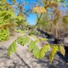 Lampionboom | Halfstam karakterboom
