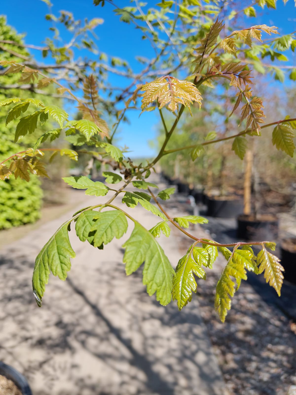 Lampionboom | Halfstam karakterboom