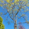 Lampionboom | Halfstam karakterboom