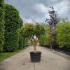 Granaatappelboom | Halfstam