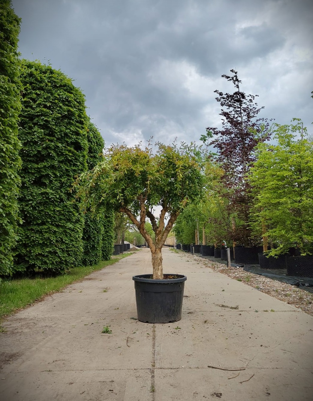 Granaatappelboom | Halfstam