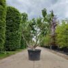 Vijgenboom | Solitaire laagstam