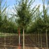 Veldesdoorn | Laanboom