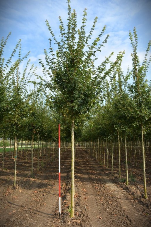 Veldesdoorn | Laanboom